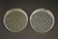 TOS-AGAR 500 G